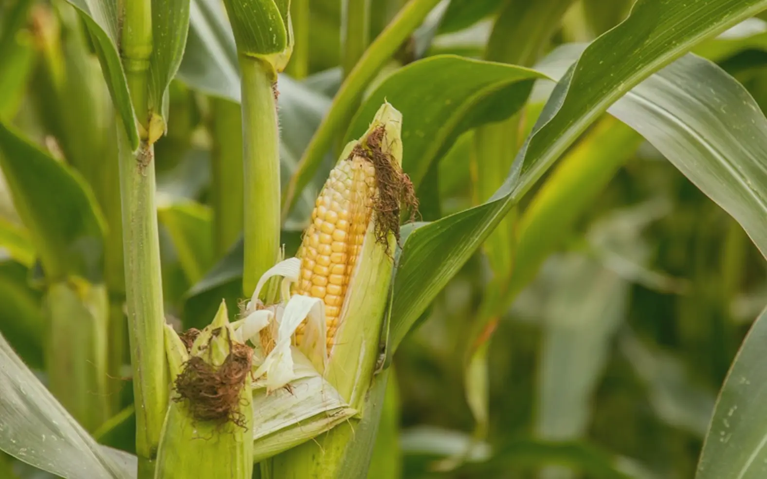 Image of Benih Jagung T-Rex