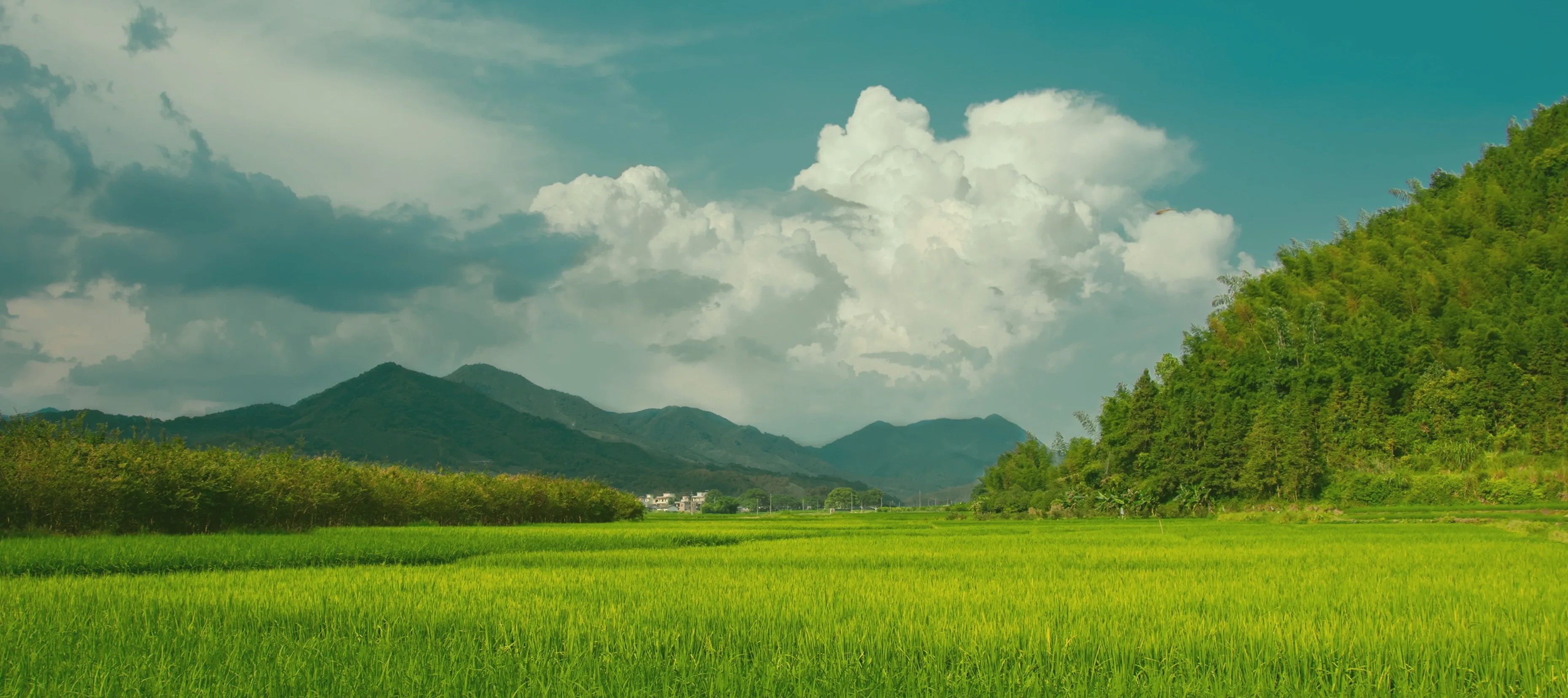 Gambar cover dari Test Artikel Pertama